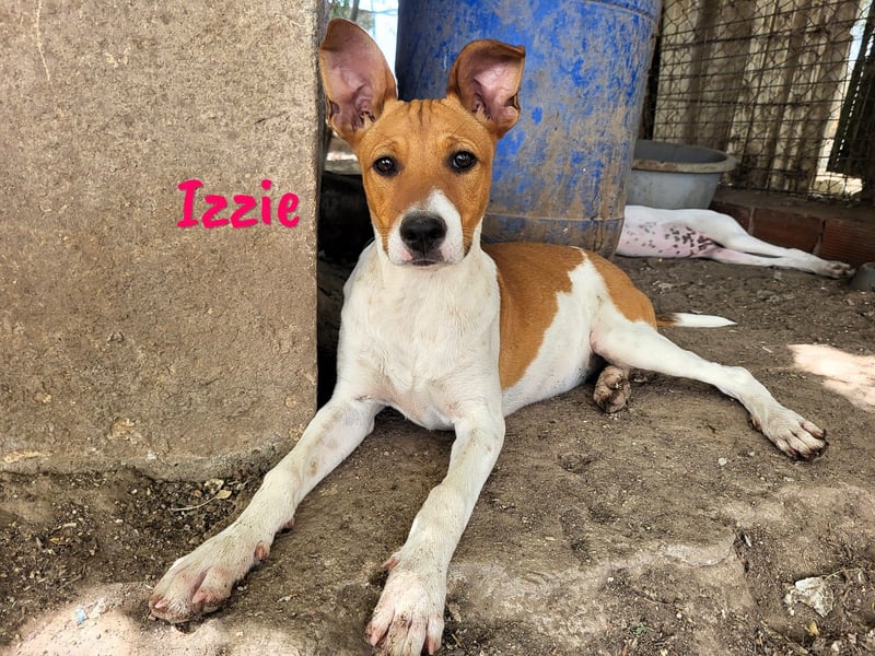 Izzie geb. 02/2025 (ESP) - aufgeschlossene, clevere Bodeguero-Mix Welpin!