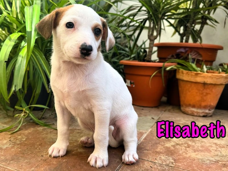 Elisabeth 02/2025 (ESP) - verschmuste, süße Podenco-Bodeguero Mix Welpin!