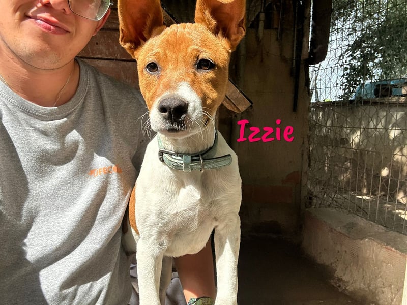 Izzie geb. 02/2025 (ESP) - aufgeschlossene, clevere Bodeguero-Mix Welpin!