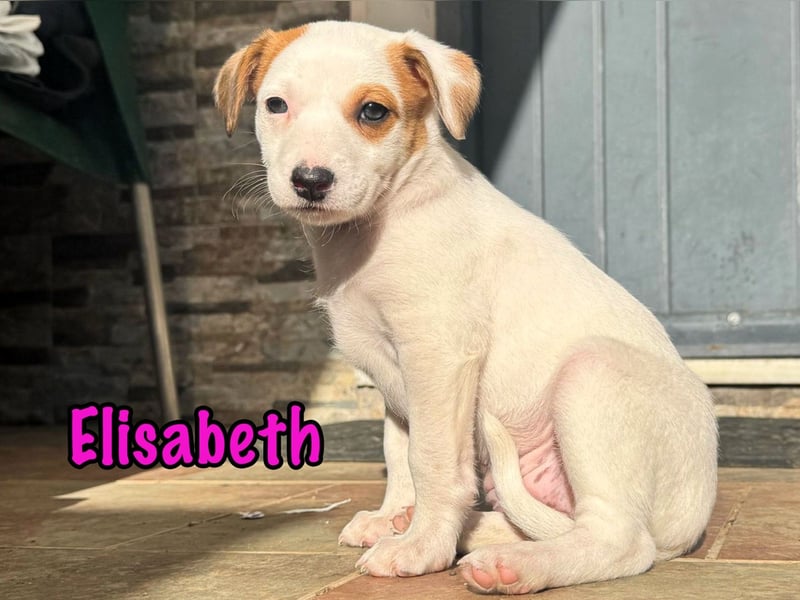 Elisabeth 02/2025 (ESP) - verschmuste, süße Podenco-Bodeguero Mix Welpin!