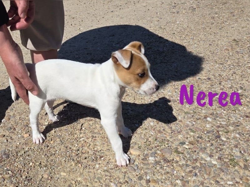Nerea 01/2025 (ESP Pflegestelle) - aufgewecktes, süßes Ratonero Bodeguero Andaluz Mädchen!