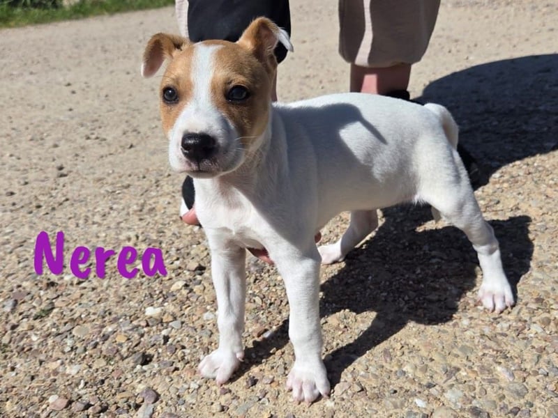 Nerea 01/2025 (ESP Pflegestelle) - aufgewecktes, süßes Ratonero Bodeguero Andaluz Mädchen!