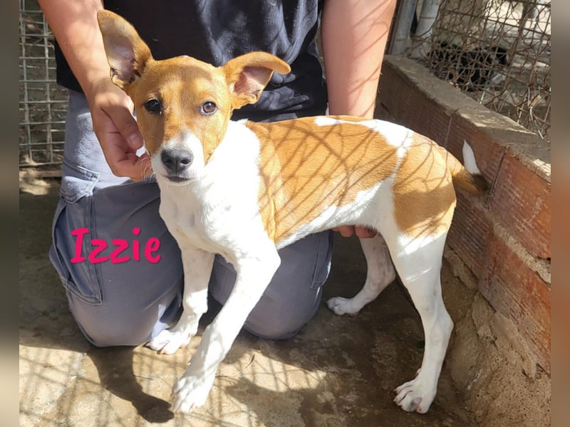 Izzie geb. 02/2025 (ESP) - aufgeschlossene, clevere Bodeguero-Mix Welpin!