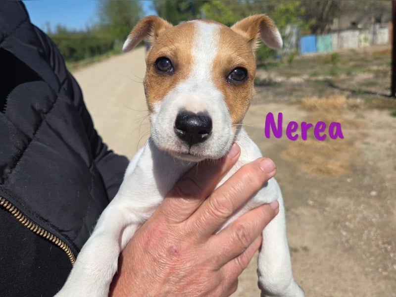 Nerea 01/2025 (ESP Pflegestelle) - aufgewecktes, süßes Ratonero Bodeguero Andaluz Mädchen!