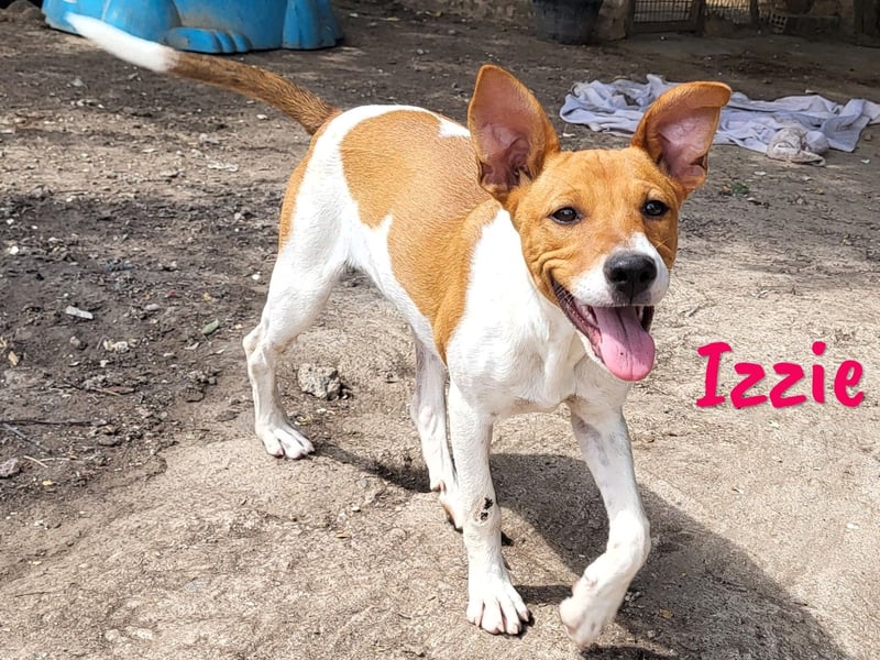 Izzie geb. 02/2025 (ESP) - aufgeschlossene, clevere Bodeguero-Mix Welpin!