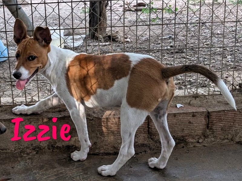 Izzie geb. 02/2025 (ESP) - aufgeschlossene, clevere Bodeguero-Mix Welpin!