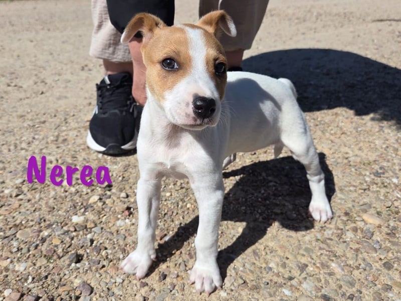 Nerea 01/2025 (ESP Pflegestelle) - aufgewecktes, süßes Ratonero Bodeguero Andaluz Mädchen!