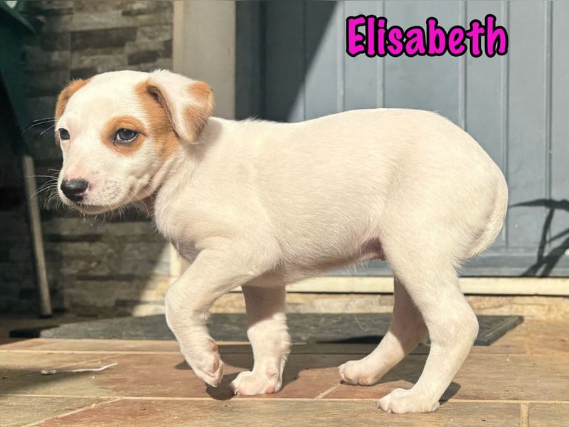 Elisabeth 02/2025 (ESP) - verschmuste, süße Podenco-Bodeguero Mix Welpin!