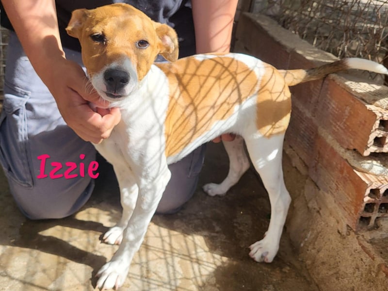 Izzie geb. 02/2025 (ESP) - aufgeschlossene, clevere Bodeguero-Mix Welpin!