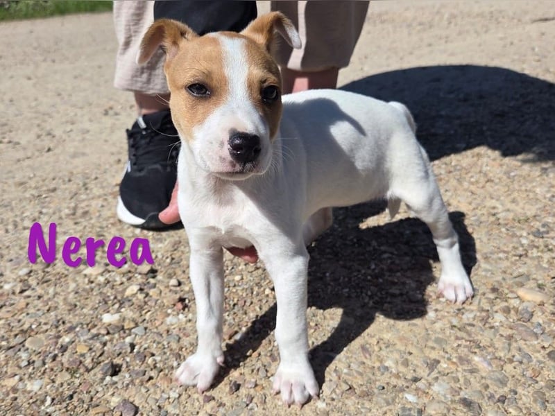 Nerea 01/2025 (ESP Pflegestelle) - aufgewecktes, süßes Ratonero Bodeguero Andaluz Mädchen!