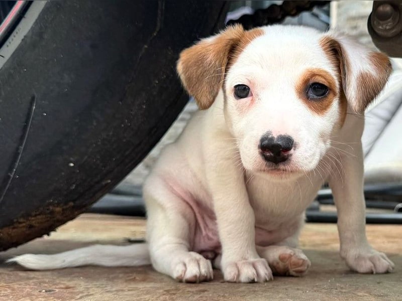 Elisabeth 02/2025 (ESP) - verschmuste, süße Podenco-Bodeguero Mix Welpin!