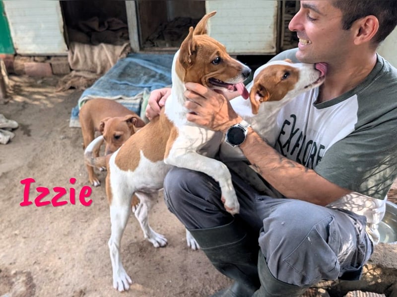 Izzie geb. 02/2025 (ESP) - aufgeschlossene, clevere Bodeguero-Mix Welpin!