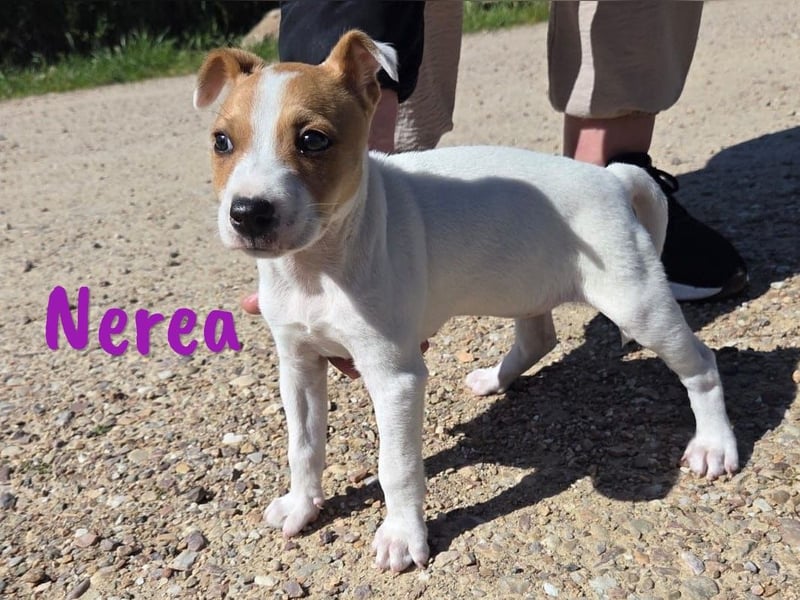 Nerea 01/2025 (ESP Pflegestelle) - aufgewecktes, süßes Ratonero Bodeguero Andaluz Mädchen!