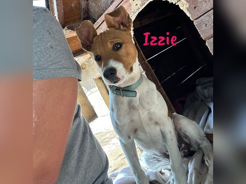 Izzie geb. 02/2025 (ESP) - aufgeschlossene, clevere Bodeguero-Mix Welpin!
