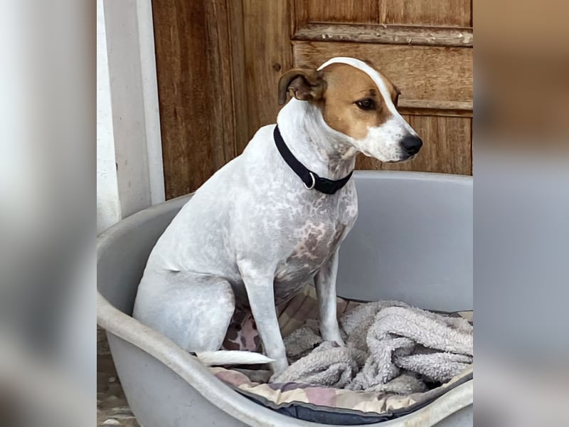 Verspielte Millie sucht ihr Team