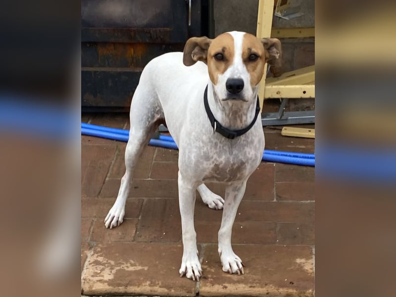 Verspielte Millie sucht ihr Team