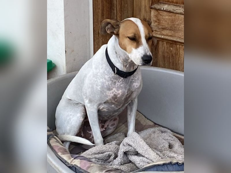 Verspielte Millie sucht ihr Team