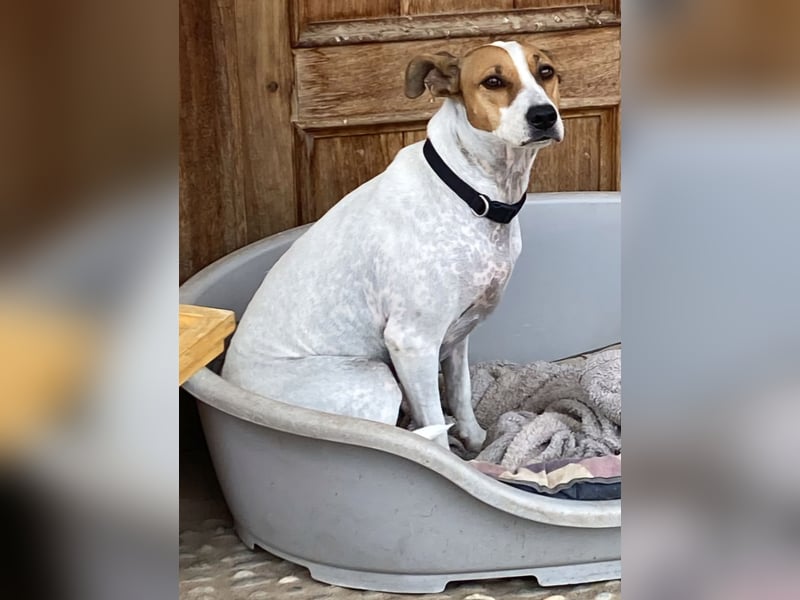 Verspielte Millie sucht ihr Team