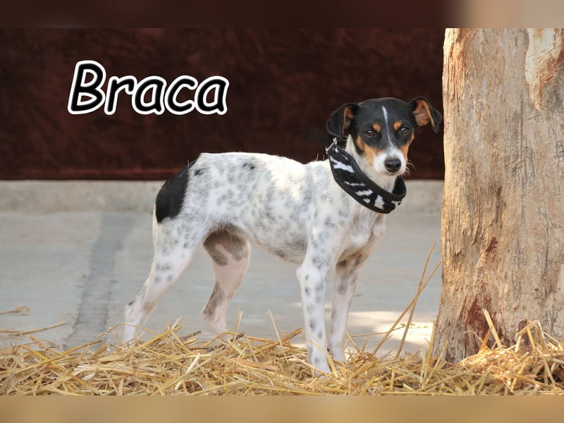 Darf Braca Ihr Herz erobern?