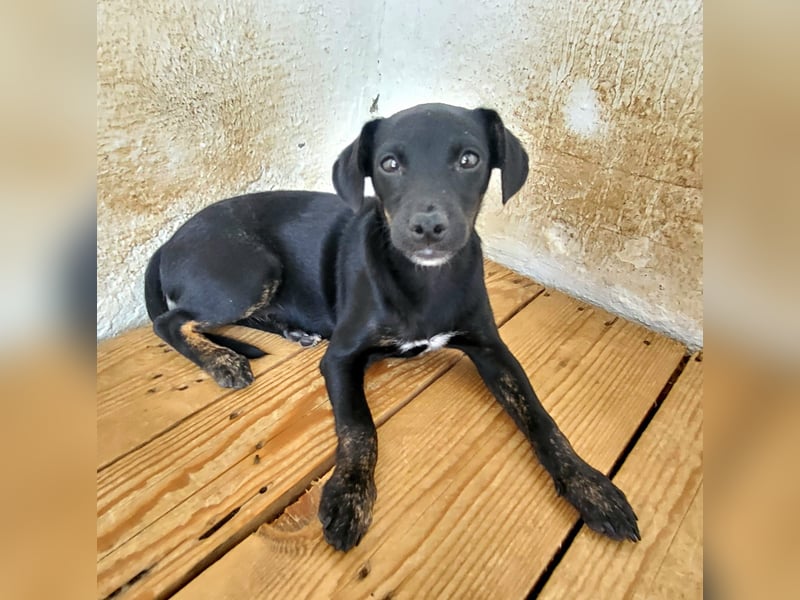 Pippa, muss dringend aus dem Tierheim raus