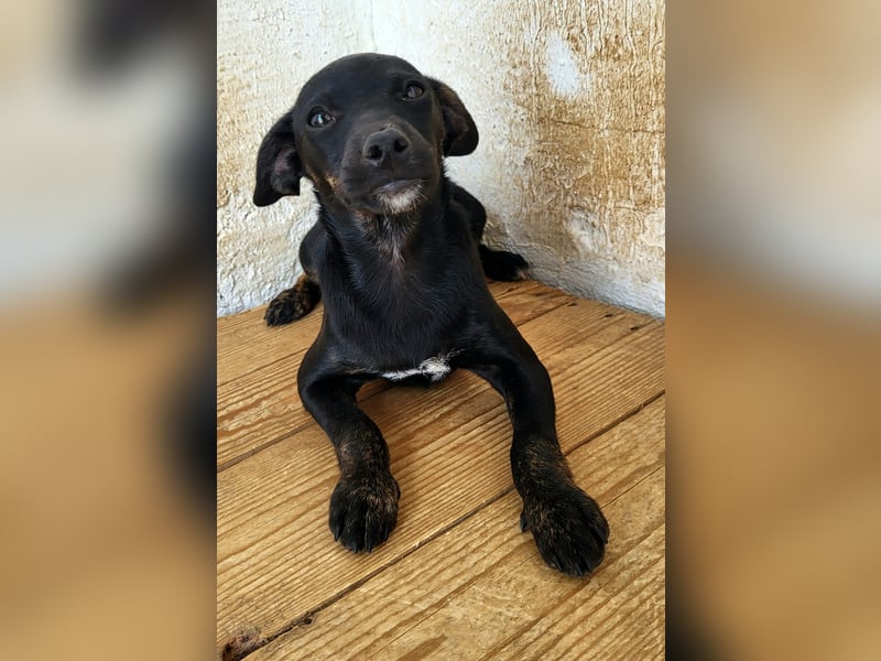 Pippa, muss dringend aus dem Tierheim raus