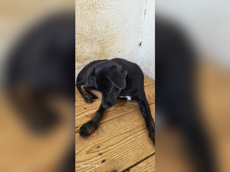 Pippa, muss dringend aus dem Tierheim raus