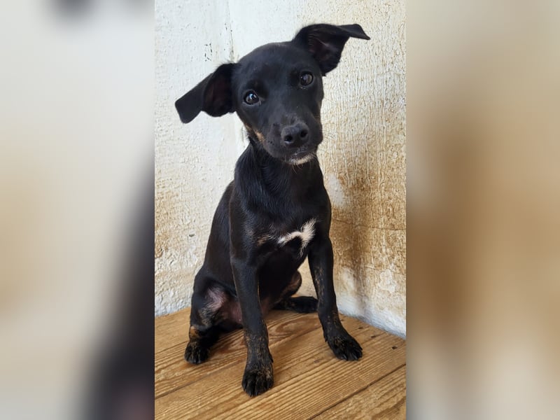 Pippa, muss dringend aus dem Tierheim raus