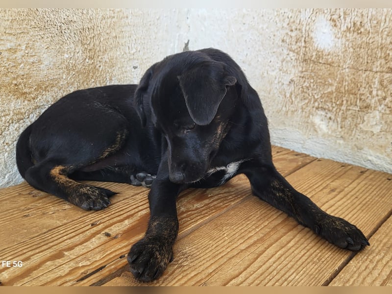 Pippa, muss dringend aus dem Tierheim raus