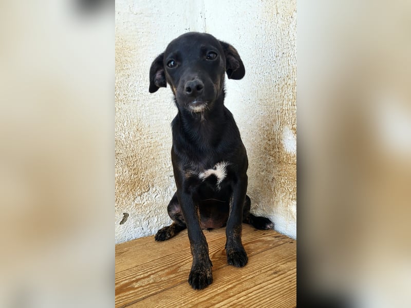 Pippa, muss dringend aus dem Tierheim raus