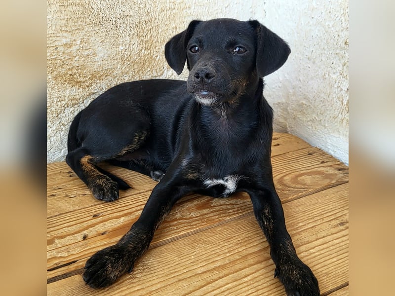 Pippa, muss dringend aus dem Tierheim raus