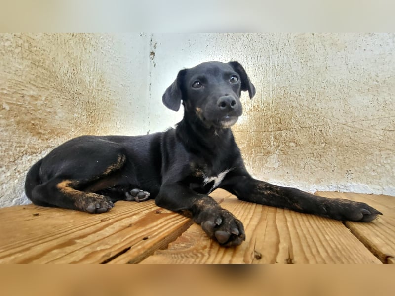 Pippa, muss dringend aus dem Tierheim raus