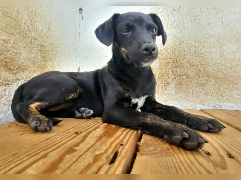 Pippa, muss dringend aus dem Tierheim raus