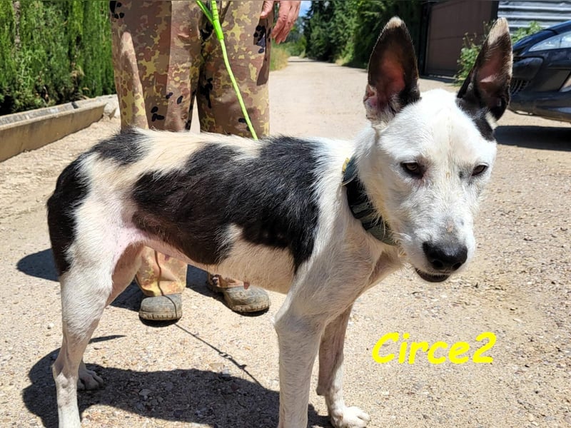 Circe2 06/2022 (ESP) - verschmuste und soziale, wunderschöne Podenco-Bodeguero Mix Hündin!