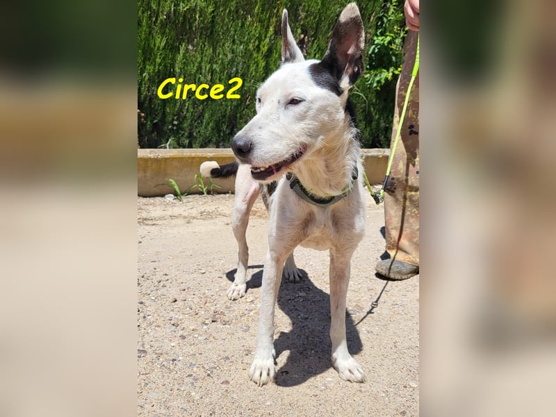 Circe2 06/2022 (ESP) - verschmuste und soziale, wunderschöne Podenco-Bodeguero Mix Hündin!