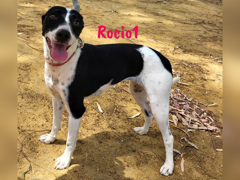 Rocio1 geb. 07/2024 (ESP) - unkomplizierte, sehr hübsche Ratonero Bodeguero Andaluz Hündin!