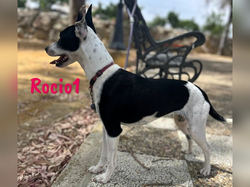 Rocio1 geb. 07/2024 (ESP) - unkomplizierte, sehr hübsche Ratonero Bodeguero Andaluz Hündin!