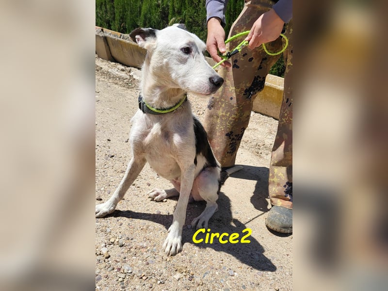 Circe2 06/2022 (ESP) - verschmuste und soziale, wunderschöne Podenco-Bodeguero Mix Hündin!