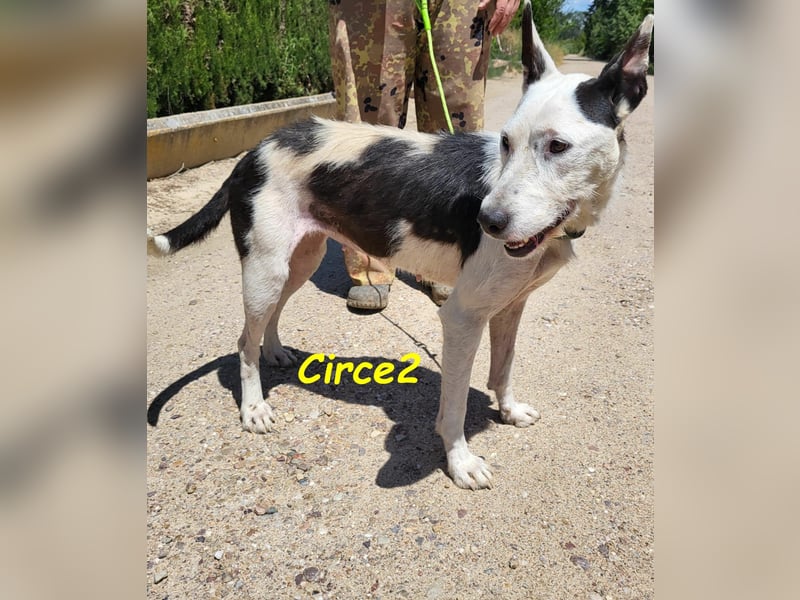 Circe2 06/2022 (ESP) - verschmuste und soziale, wunderschöne Podenco-Bodeguero Mix Hündin!