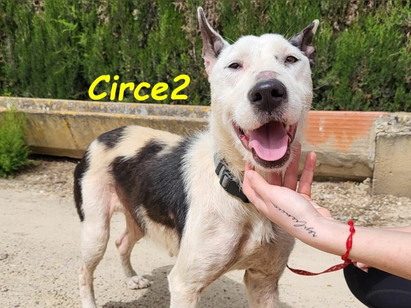 Circe2 06/2022 (ESP) - verschmuste und soziale, wunderschöne Podenco-Bodeguero Mix Hündin!