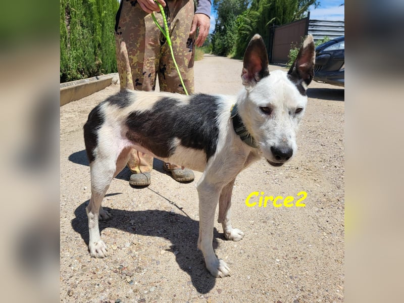 Circe2 06/2022 (ESP) - verschmuste und soziale, wunderschöne Podenco-Bodeguero Mix Hündin!
