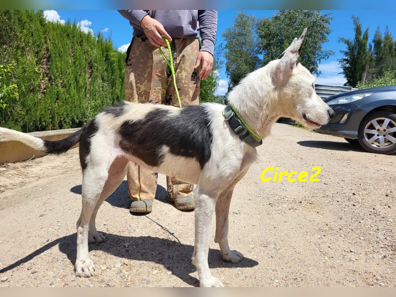 Circe2 06/2022 (ESP) - verschmuste und soziale, wunderschöne Podenco-Bodeguero Mix Hündin!