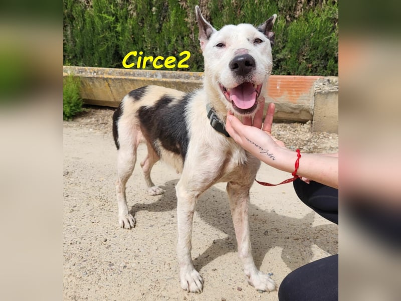 Circe2 06/2022 (ESP) - verschmuste und soziale, wunderschöne Podenco-Bodeguero Mix Hündin!