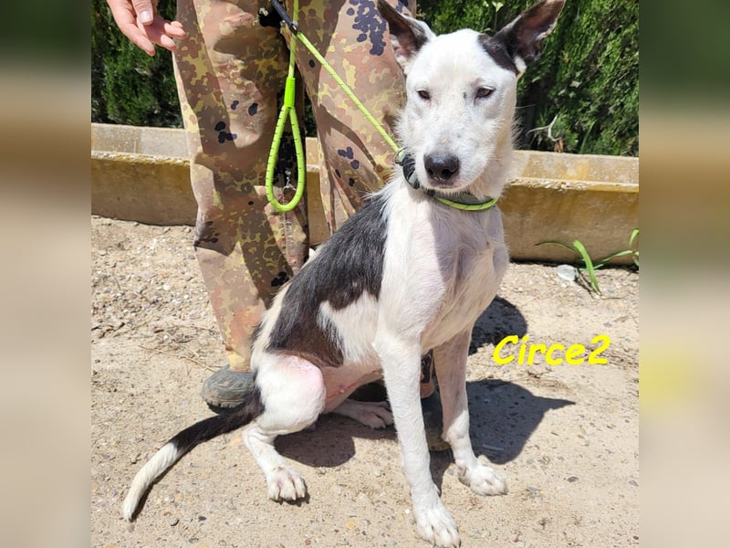 Circe2 06/2022 (ESP) - verschmuste und soziale, wunderschöne Podenco-Bodeguero Mix Hündin!