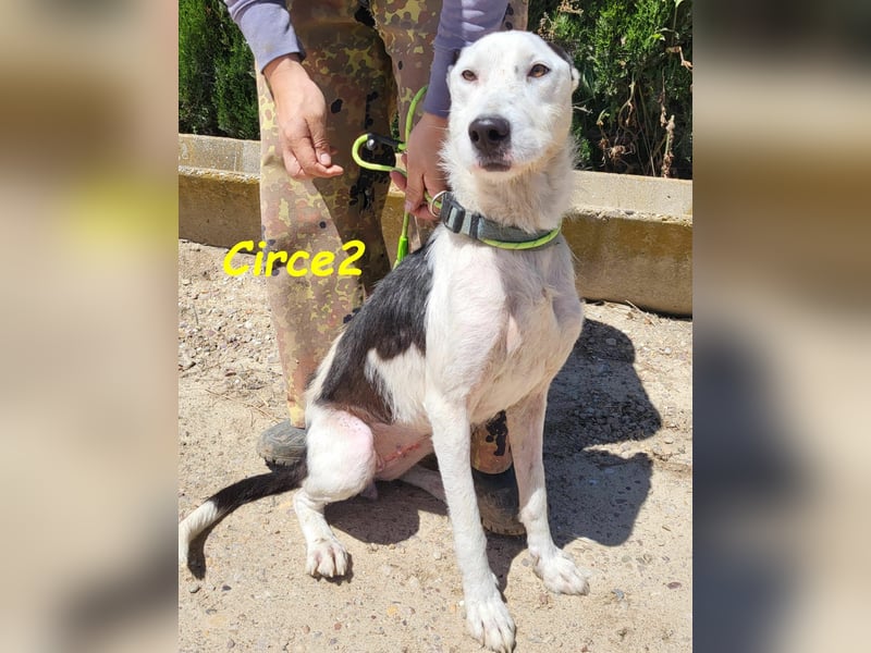 Circe2 06/2022 (ESP) - verschmuste und soziale, wunderschöne Podenco-Bodeguero Mix Hündin!