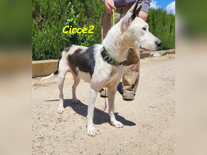 Circe2 06/2022 (ESP) - verschmuste und soziale, wunderschöne Podenco-Bodeguero Mix Hündin!