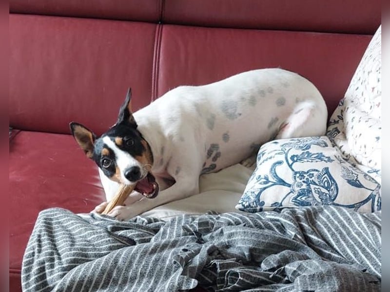 PENNY   -   sensibles Hundemädchen