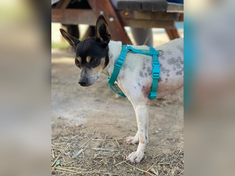 Alli – sucht ihr Happyend