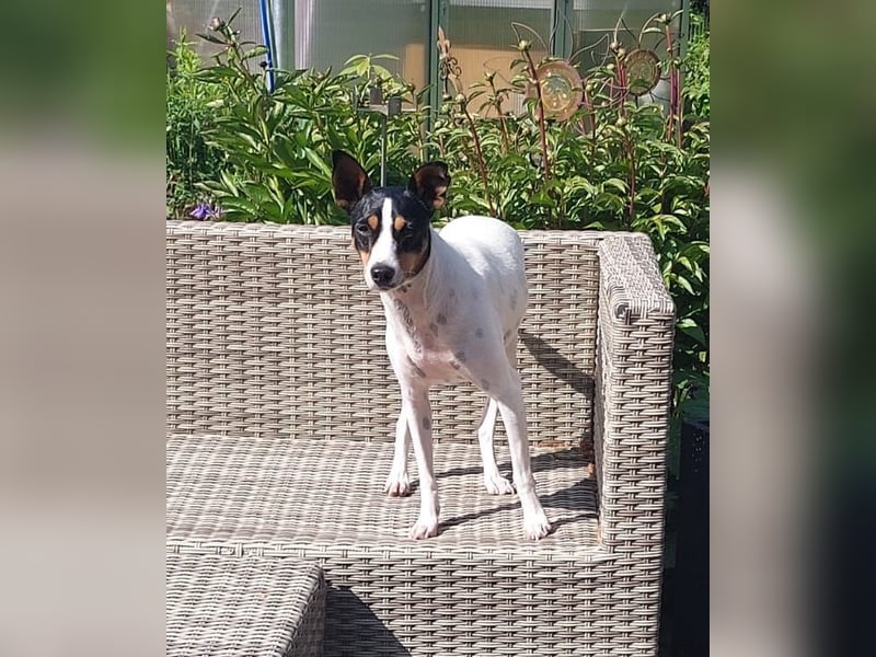 PENNY   -   sensibles Hundemädchen
