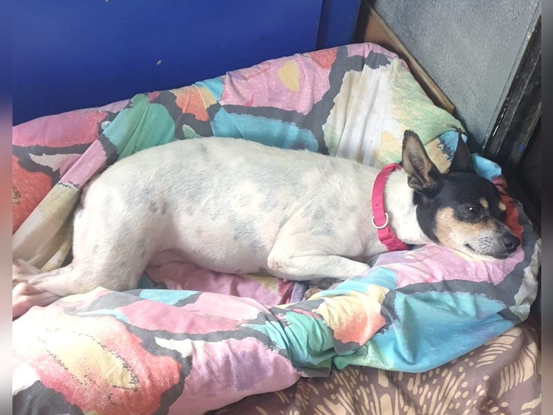 Alli – sucht ihr Happyend