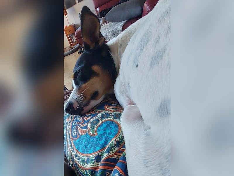 PENNY   -   sensibles Hundemädchen